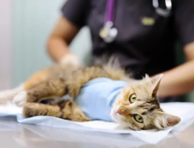 Cat laying on exam table being treated by a veterinarian