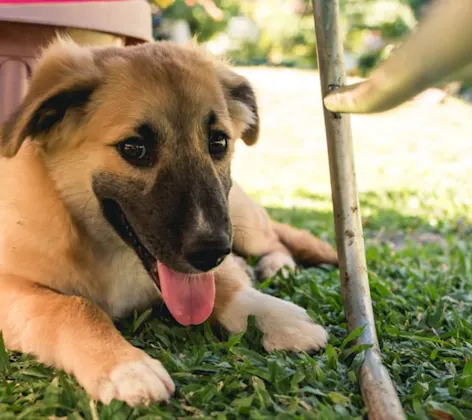 A Brown Dog Lying on Grass Next to a Plant Pot Outside A Brown Dog Lying on Grass Next to a Plant Pot Outside