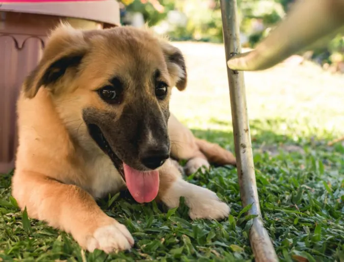 A Brown Dog Lying on Grass Next to a Plant Pot Outside