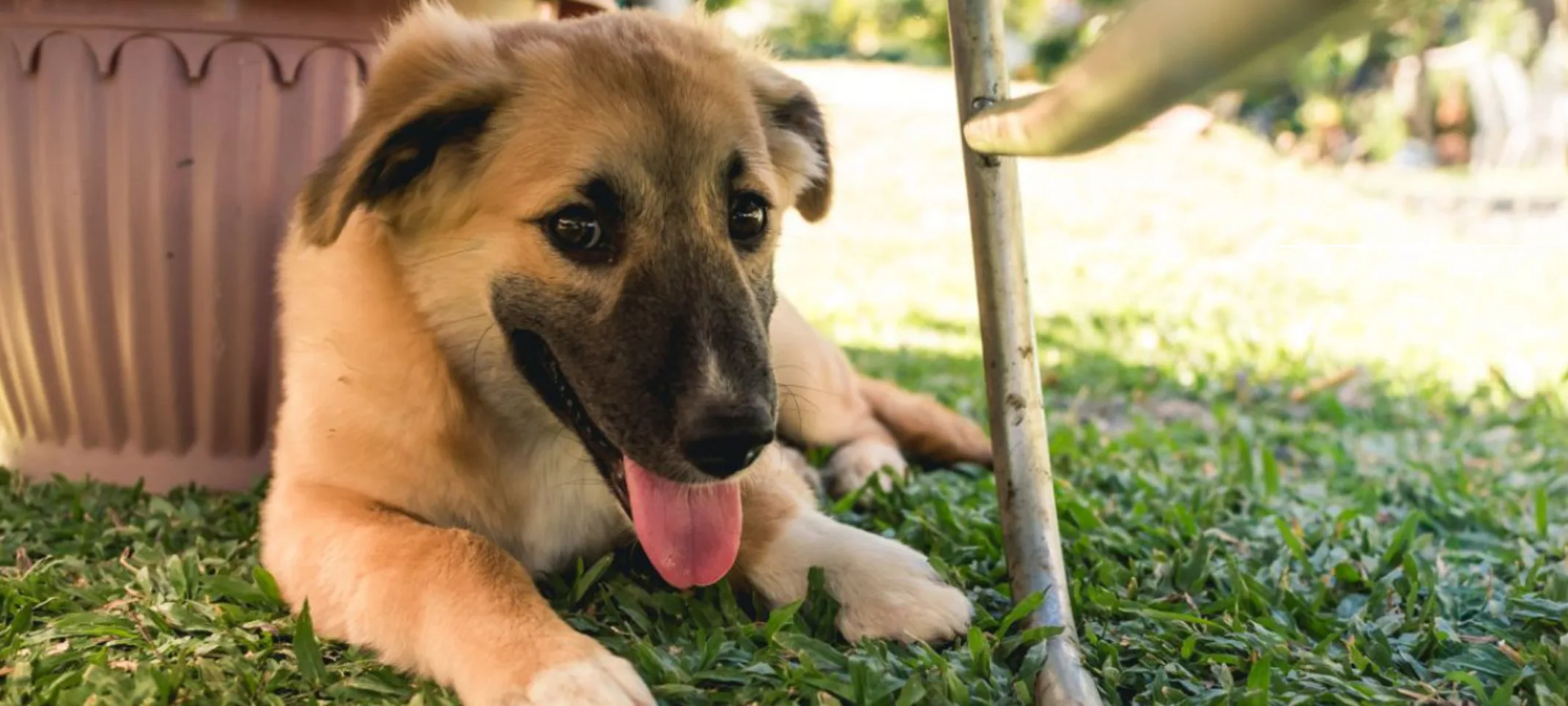 A Brown Dog Lying on Grass Next to a Plant Pot Outside