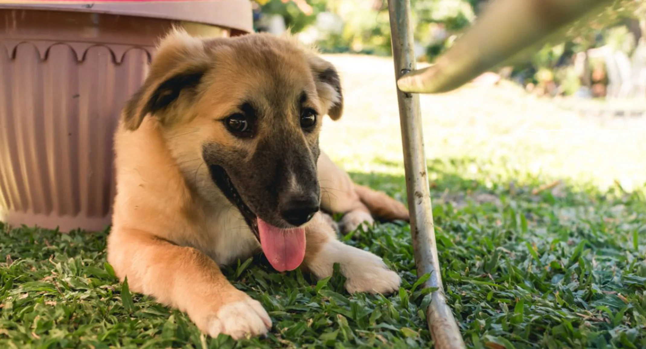 A Brown Dog Lying on Grass Next to a Plant Pot Outside