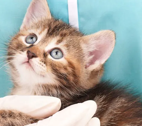 Kitten being held with one hand by a medical staff member in blue scrubs Kitten being held with one hand by a medical staff member in blue scrubs