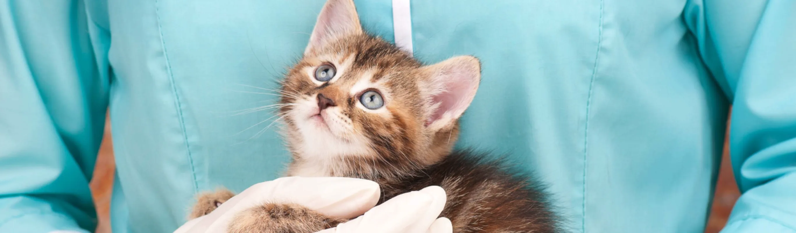 Kitten being held with one hand by a medical staff member in blue scrubs