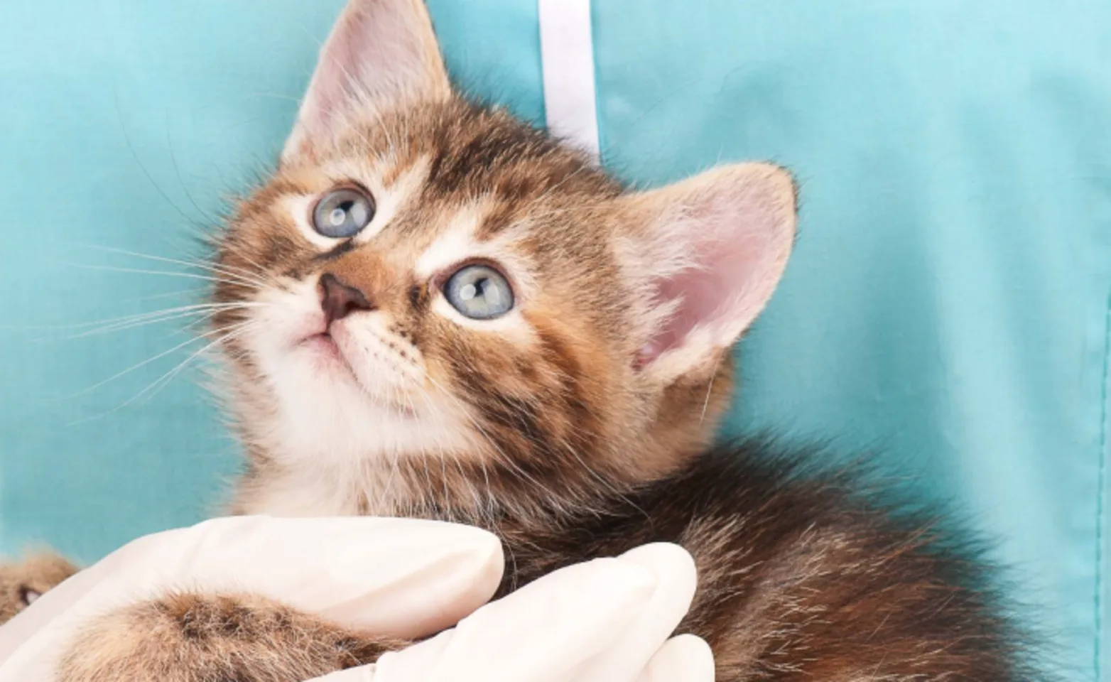 Kitten being held with one hand by a medical staff member in blue scrubs Kitten being held with one hand by a medical staff member in blue scrubs