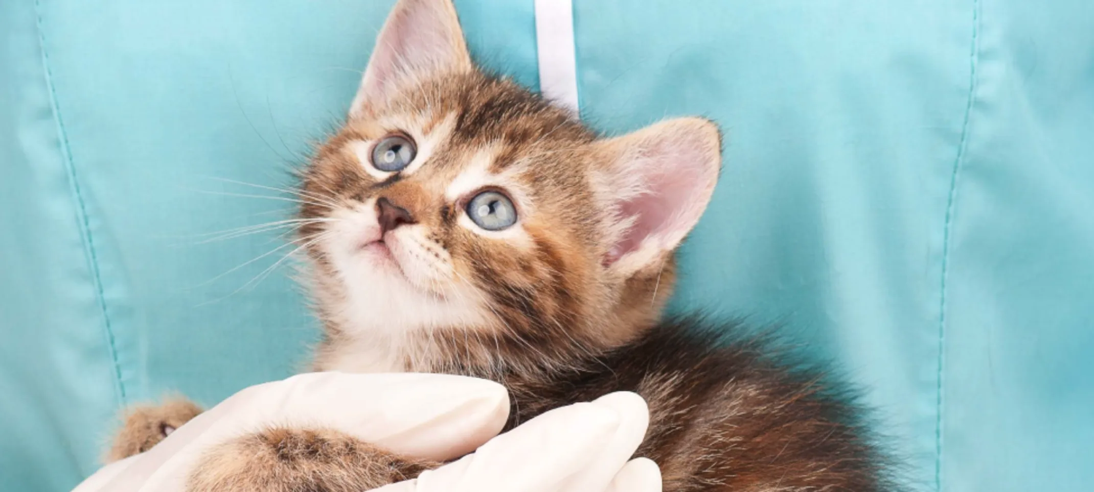 Kitten being held with one hand by a medical staff member in blue scrubs