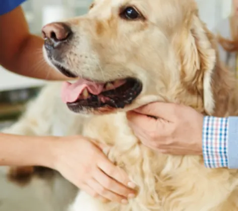 golden retriever held by two humans