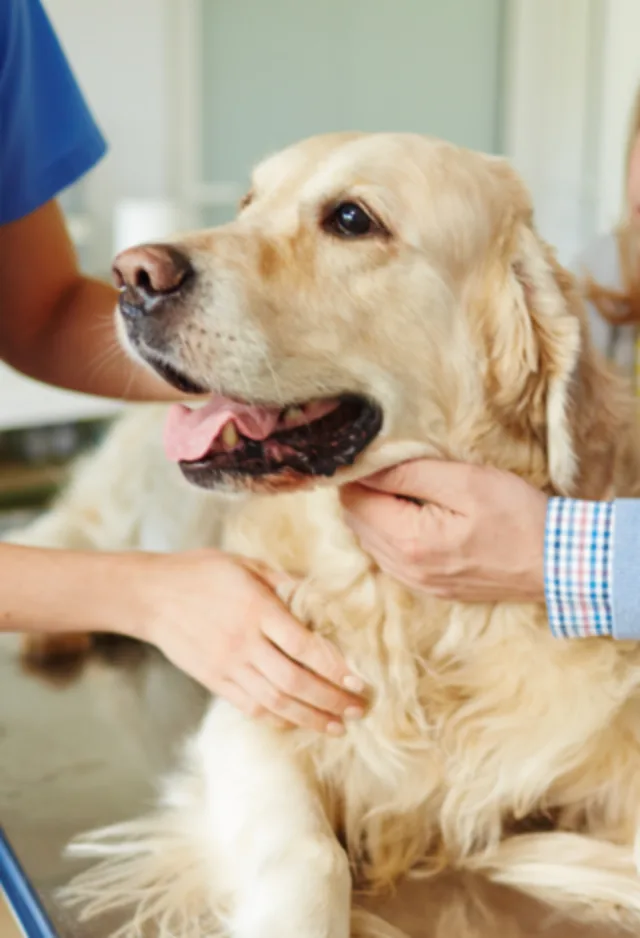 golden retriever held by two humans golden retriever held by two humans