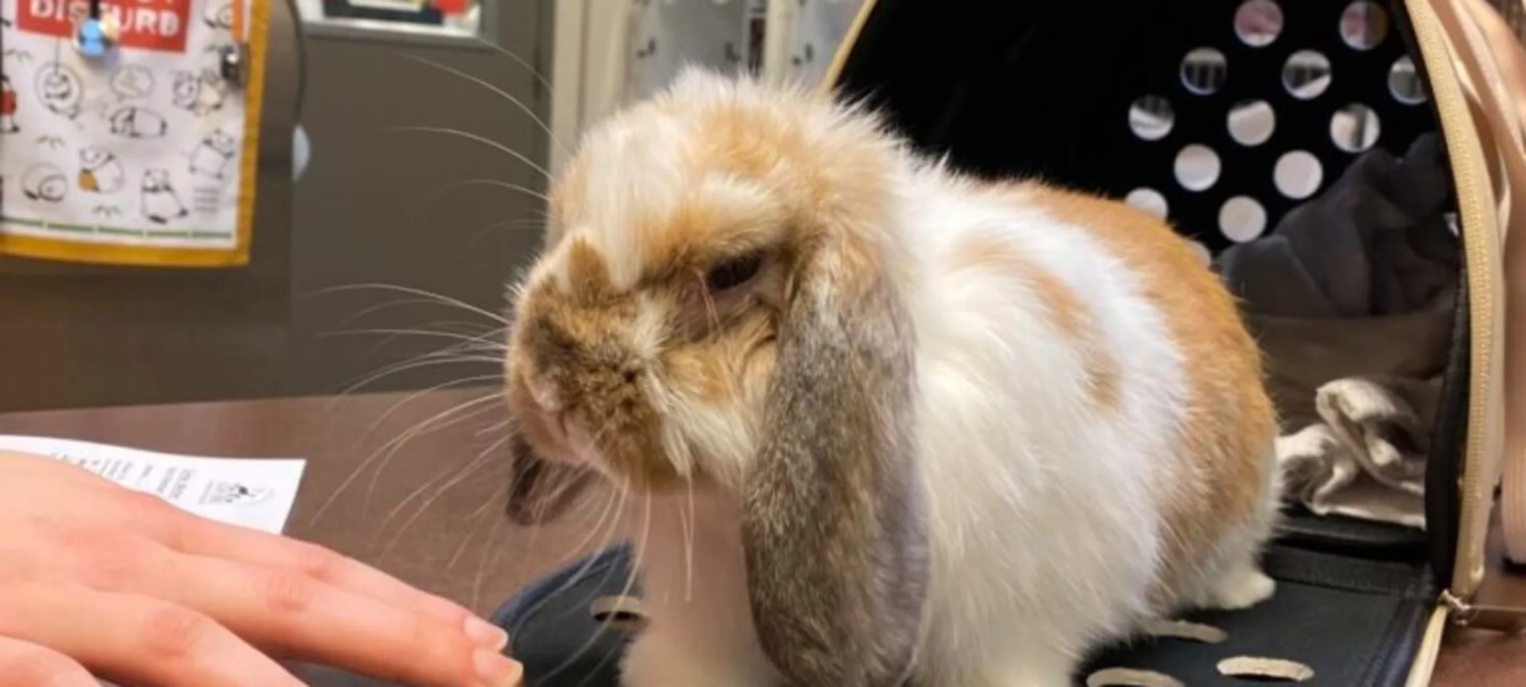 A rabbit and its carrier on a desk A rabbit and its carrier on a desk