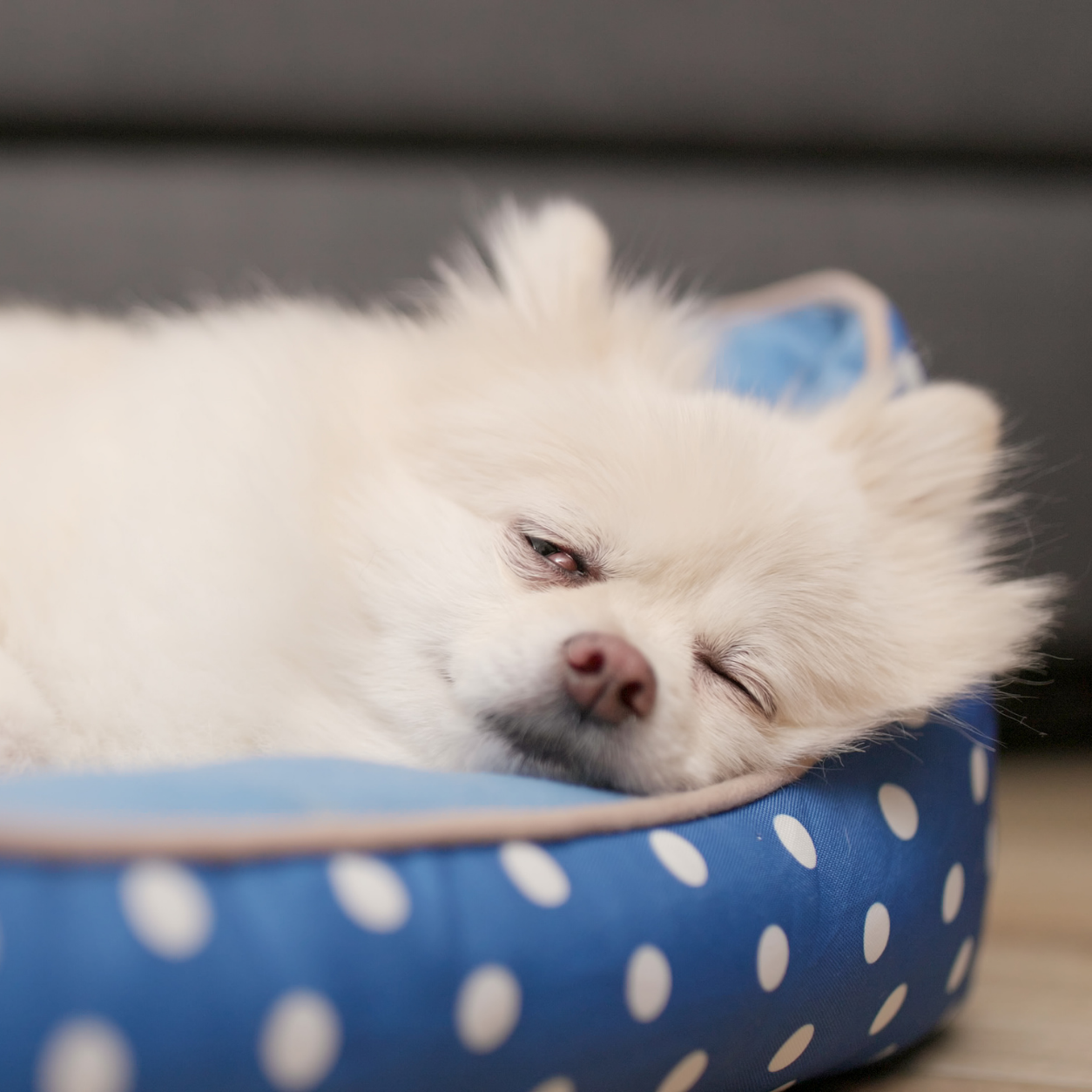 Pomeranian sleeping on bed