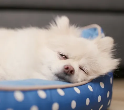 Pomeranian sleeping on bed Pomeranian sleeping on bed