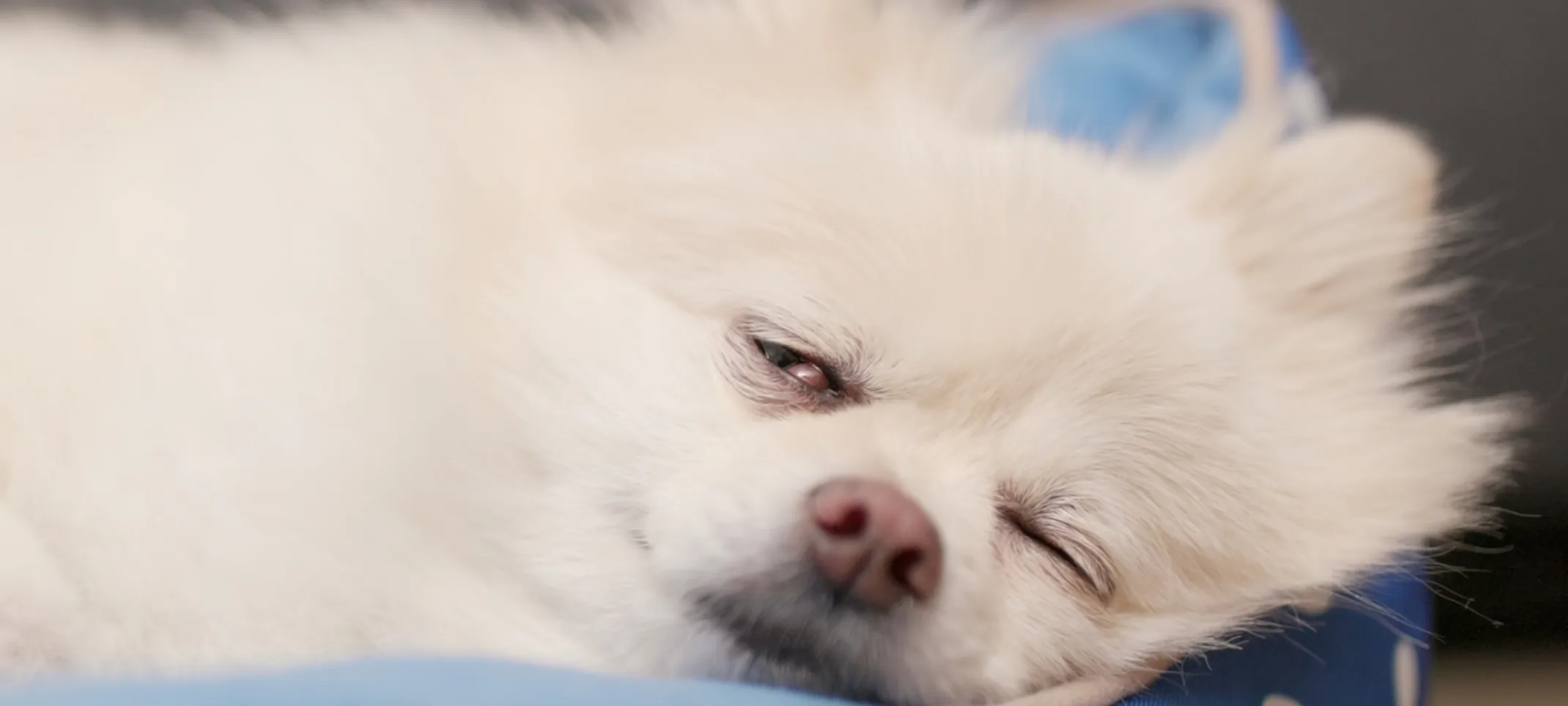 Pomeranian sleeping on bed Pomeranian sleeping on bed
