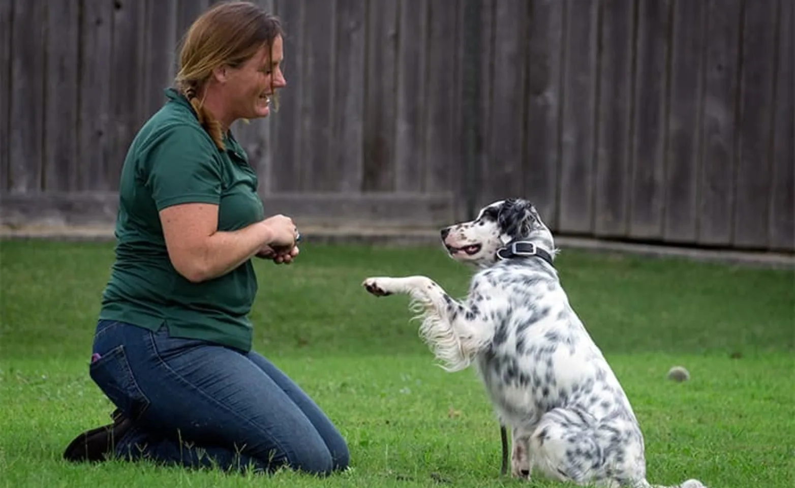 Trainer kneeling and training spotted dog.