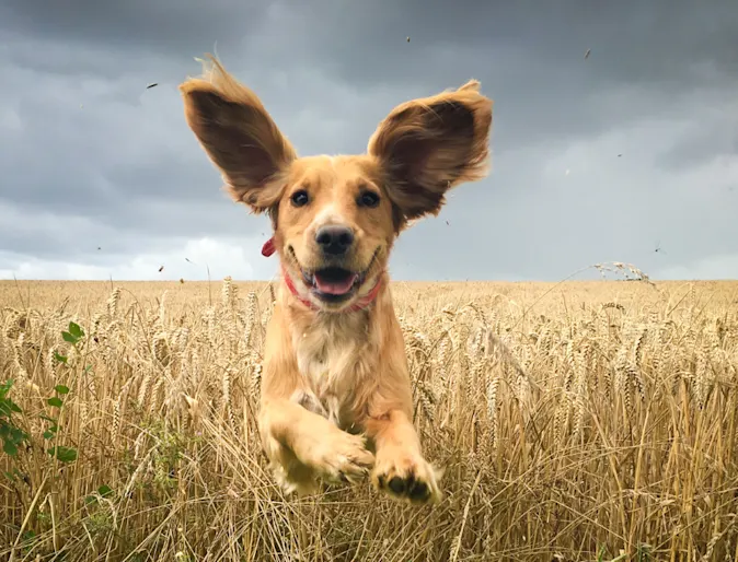 Image of a dog running through a field Image of a dog running through a field
