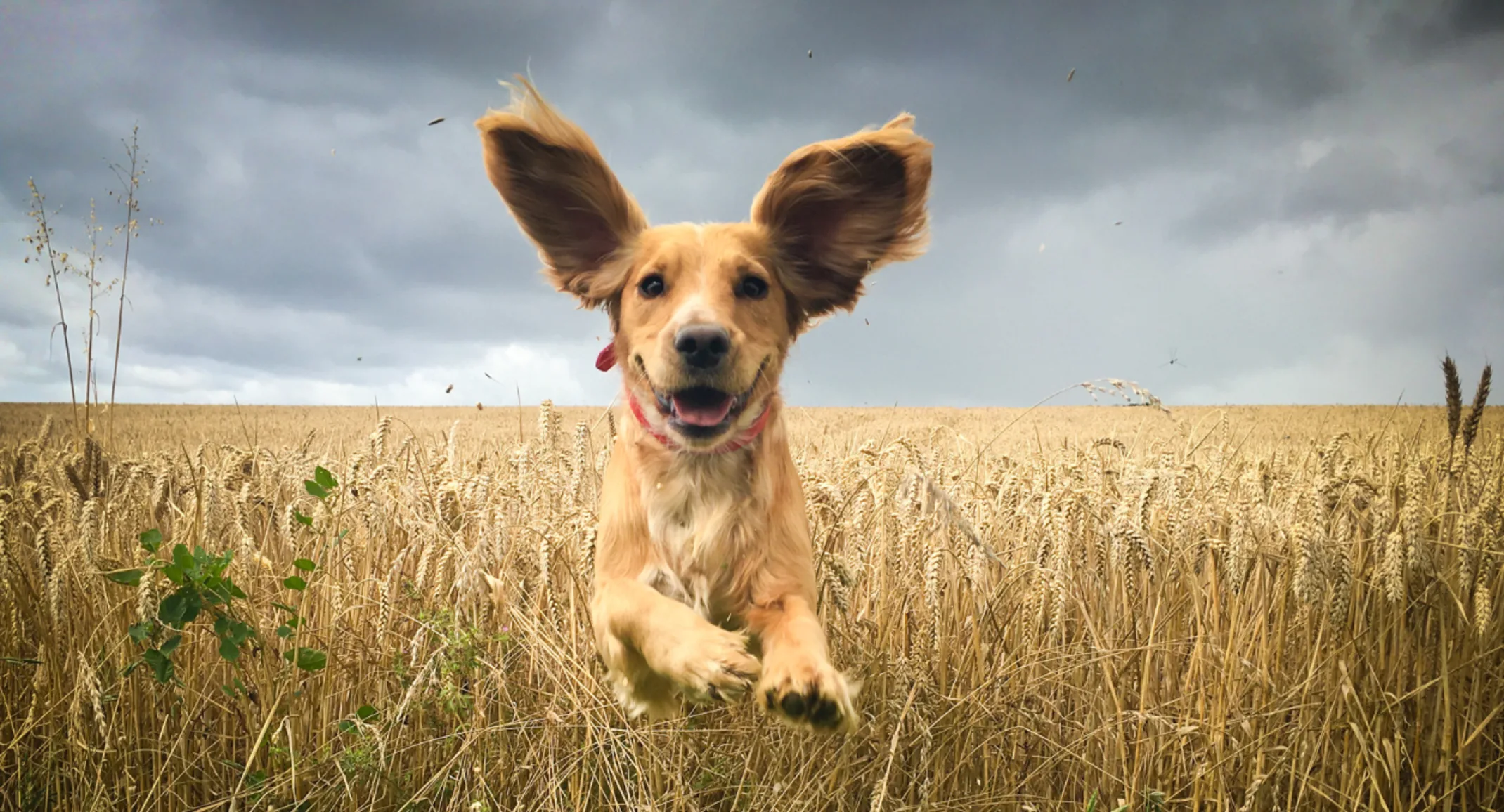 Image of a dog running through a field Image of a dog running through a field