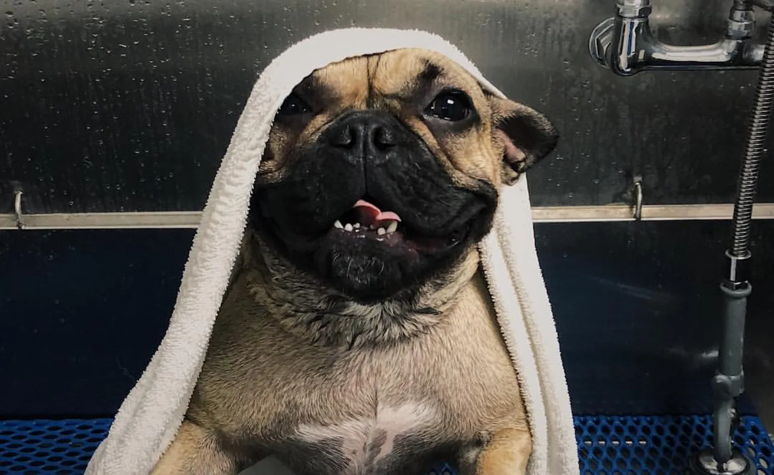 Dog getting groomed with a towel Dog getting groomed with a towel