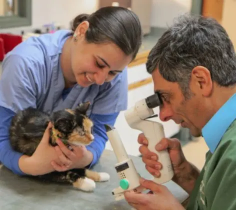 Two Veterinarians examining a cat's eyes