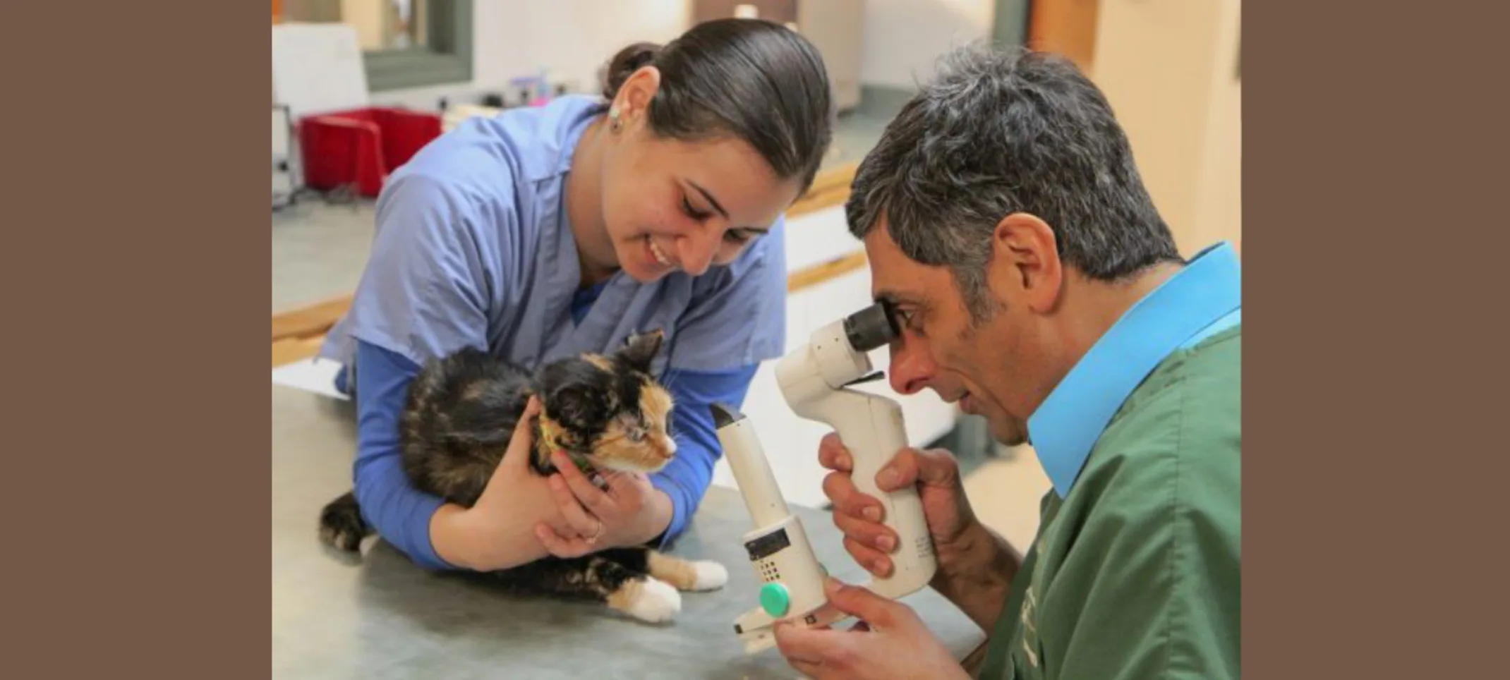 Two Veterinarians examining a cat's eyes Two Veterinarians examining a cat's eyes