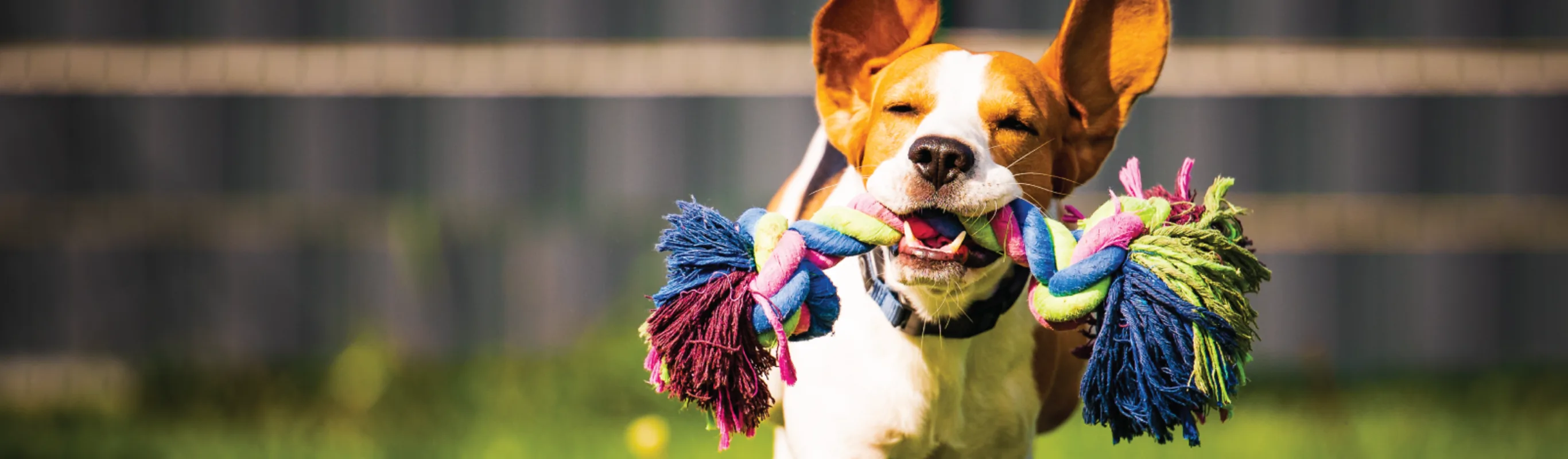 Dog running with toy in mouth