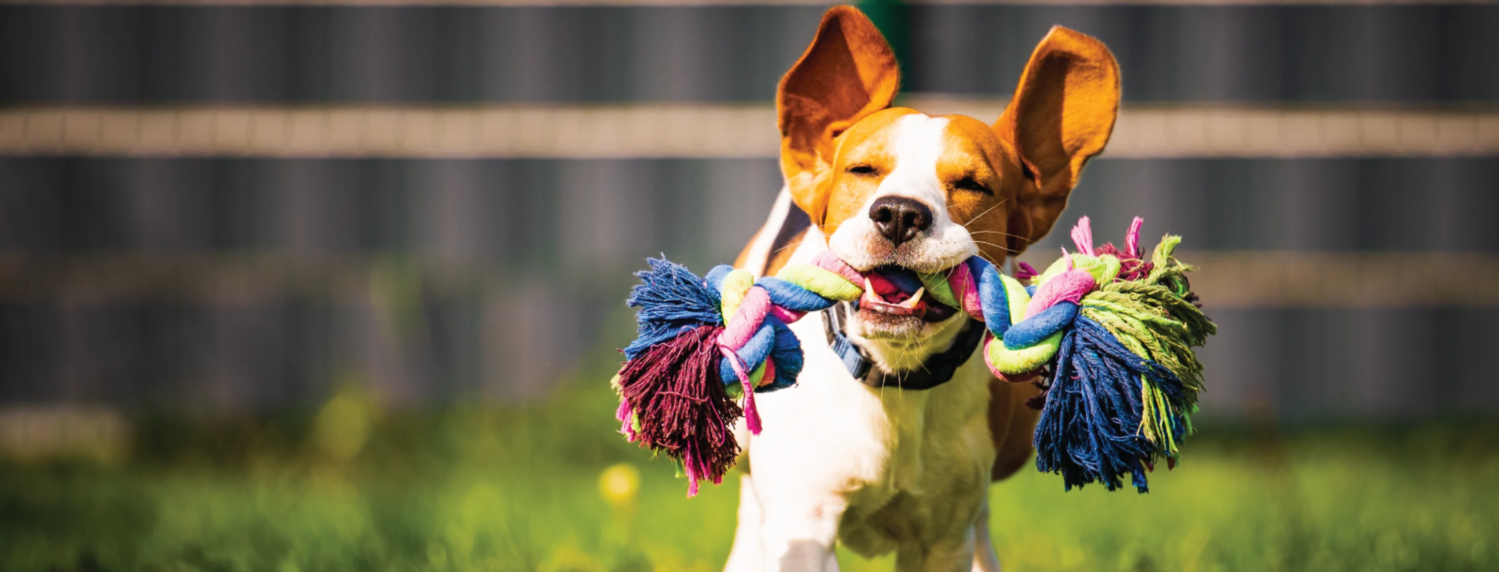 Dog running with toy in mouth