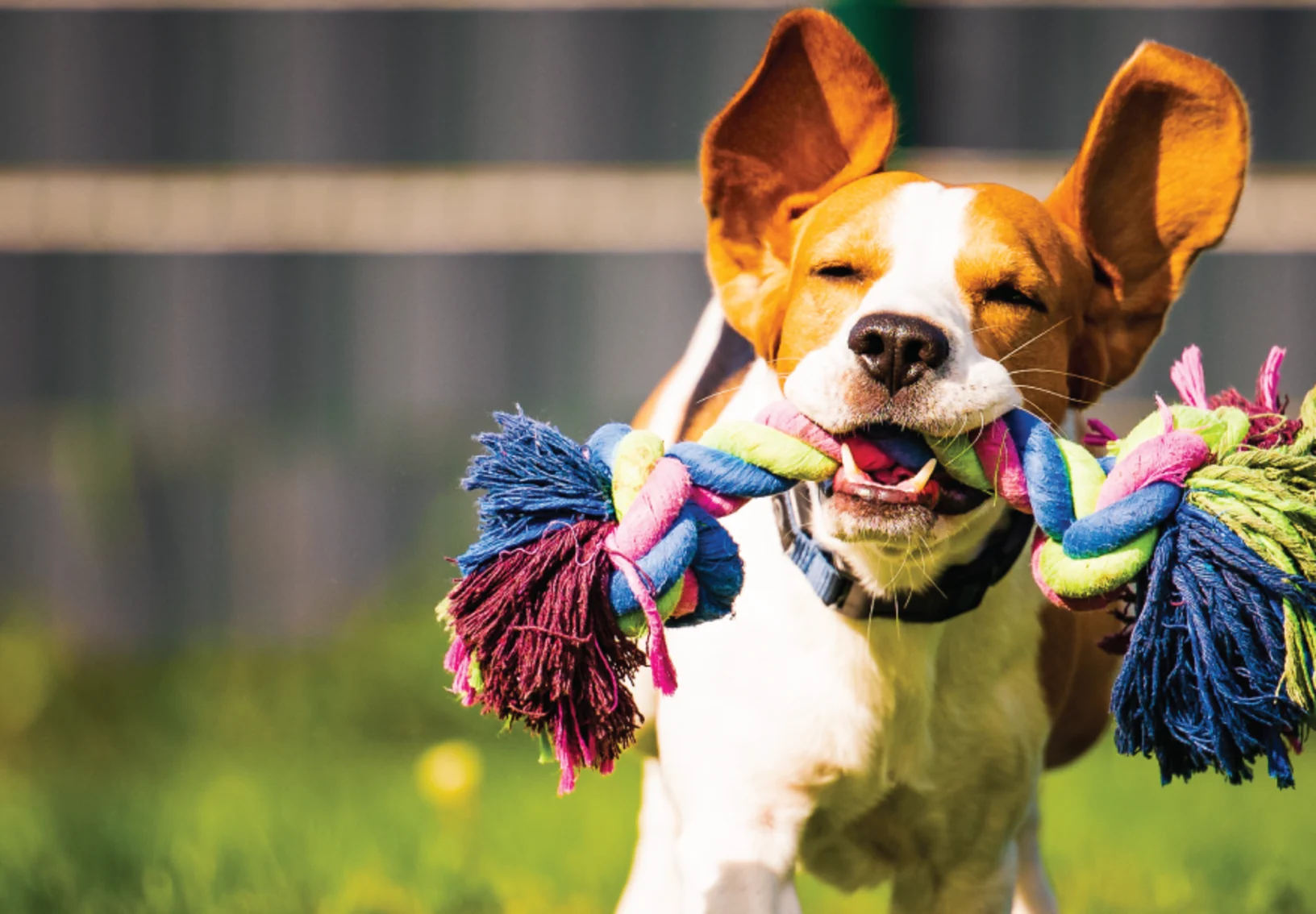 Dog running with toy in mouth