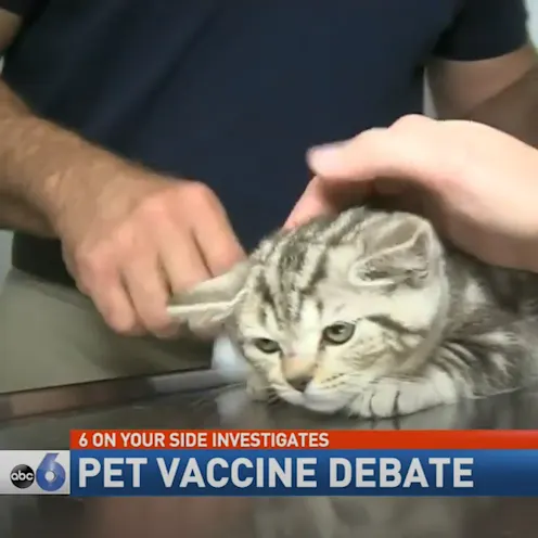 Cat on table being examined by two veterinarians