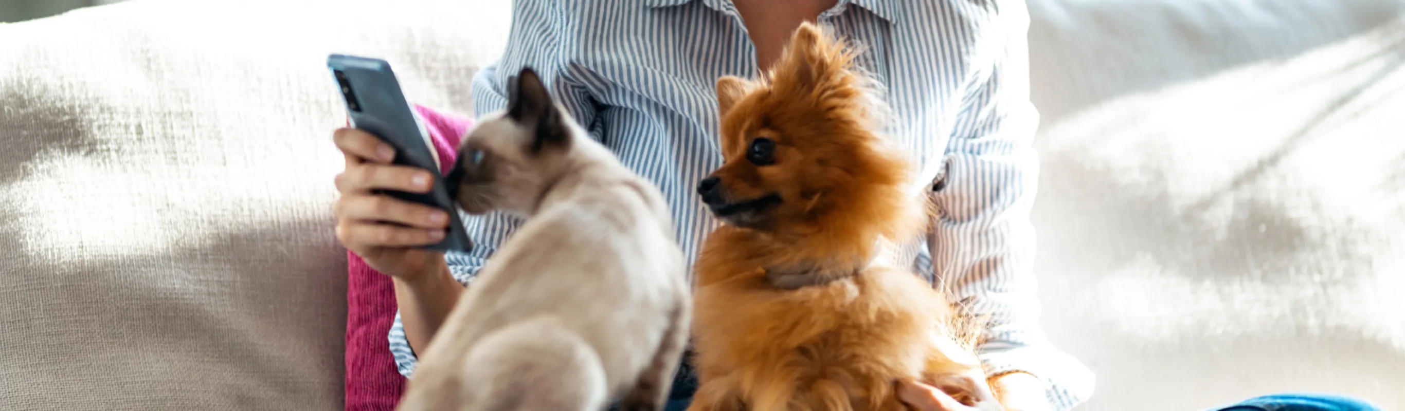 Pet owner sitting on couch with pomeranian and cat