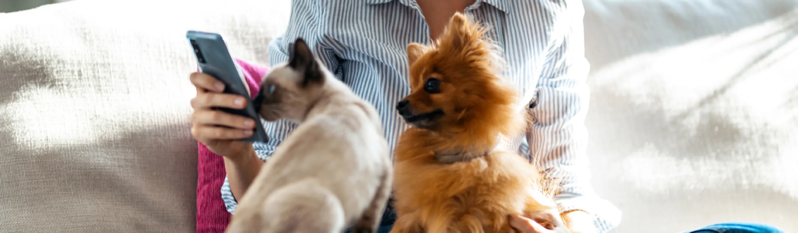 Pet owner sitting on couch with pomeranian and cat Pet owner sitting on couch with pomeranian and cat