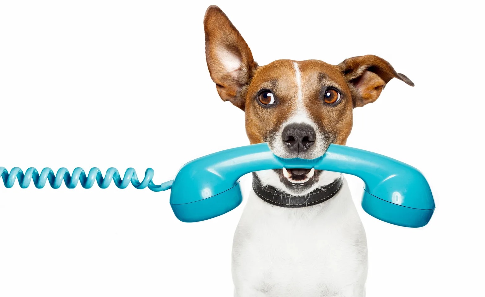 Small dog biting blue telephone Small dog biting blue telephone