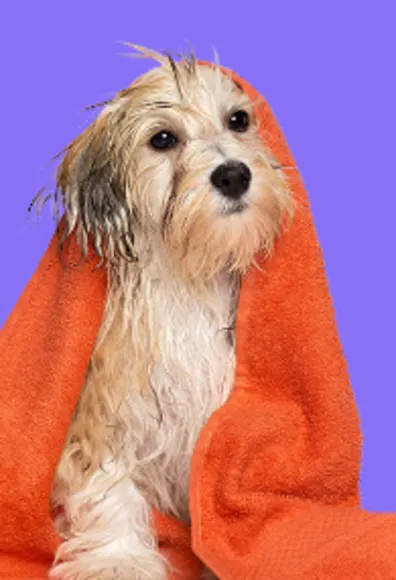 Dog drying in a red towel Dog drying in a red towel