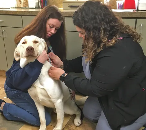 Dog getting a vaccine 