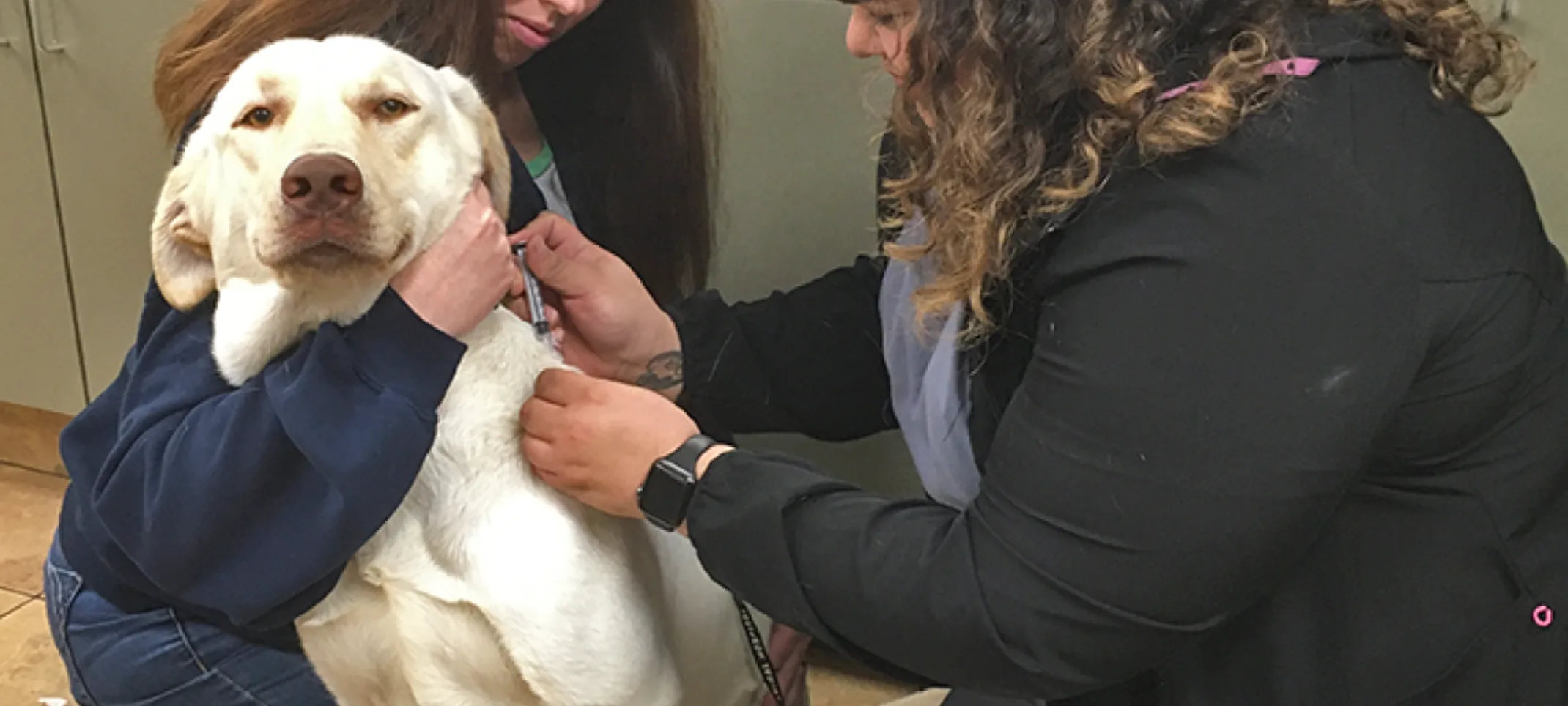 Dog getting a vaccine Dog getting a vaccine