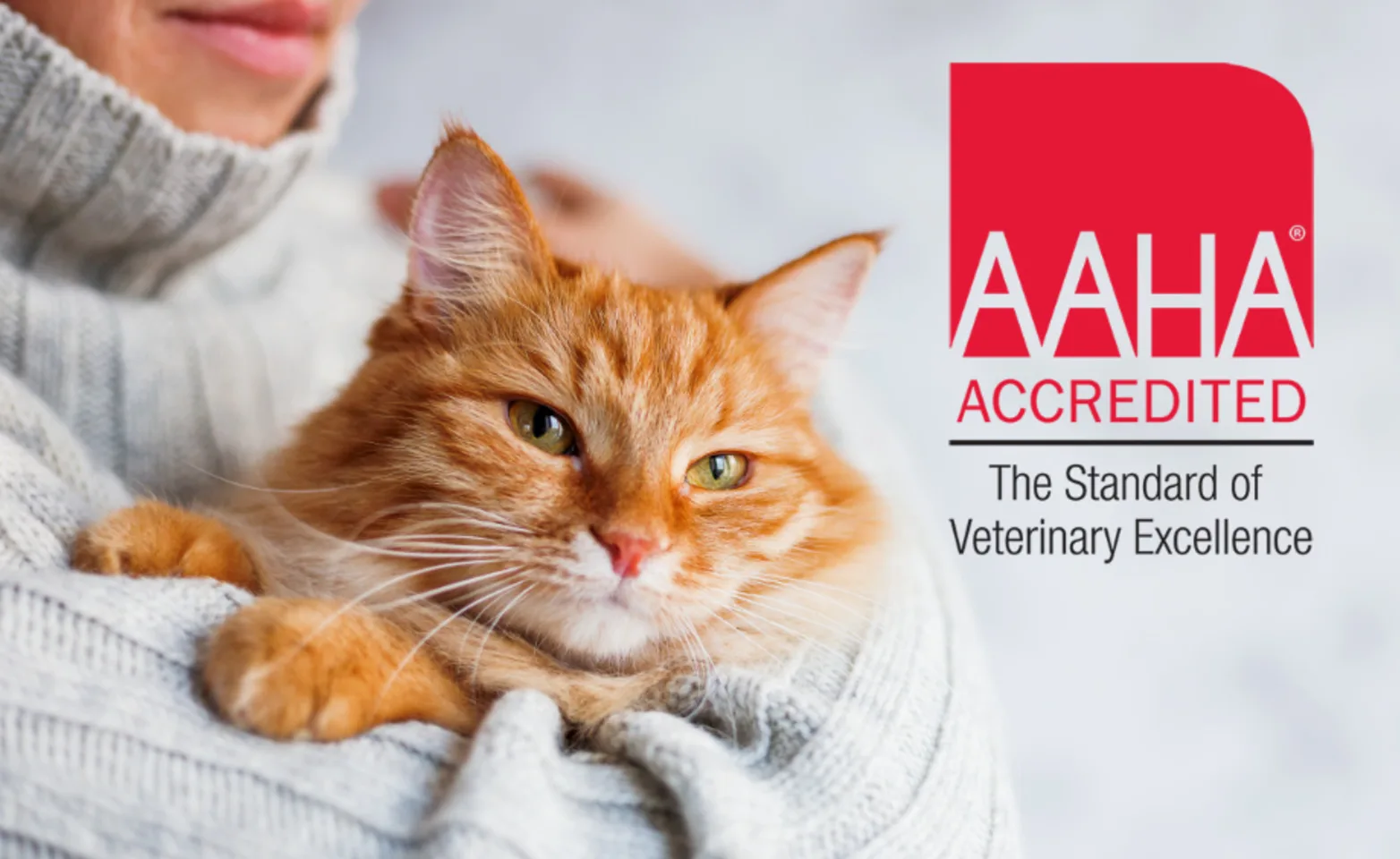 AAHA Accredited - Cat in Woman's Arms