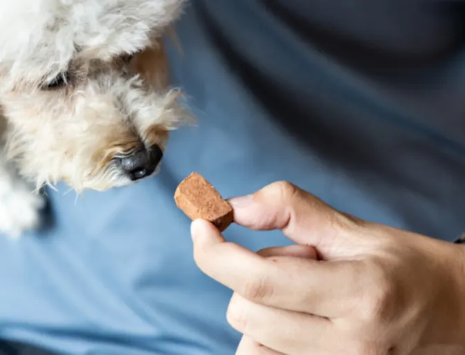 Man Giving Dog a Treat