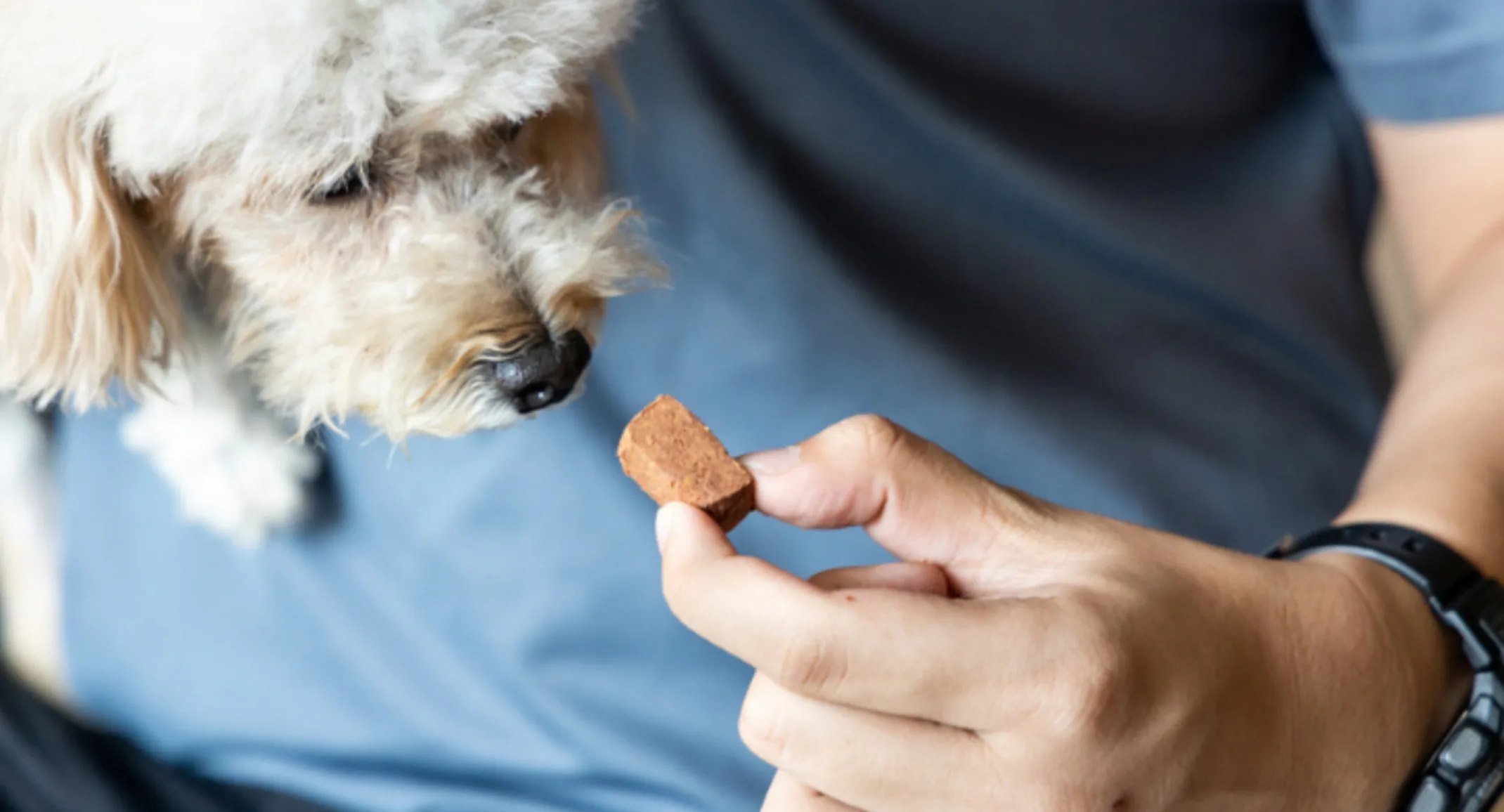 Man Giving Dog a Treat