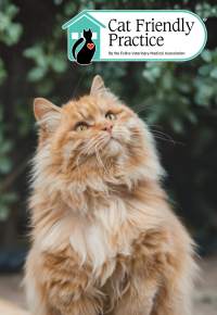 orange cat looking up in the distance