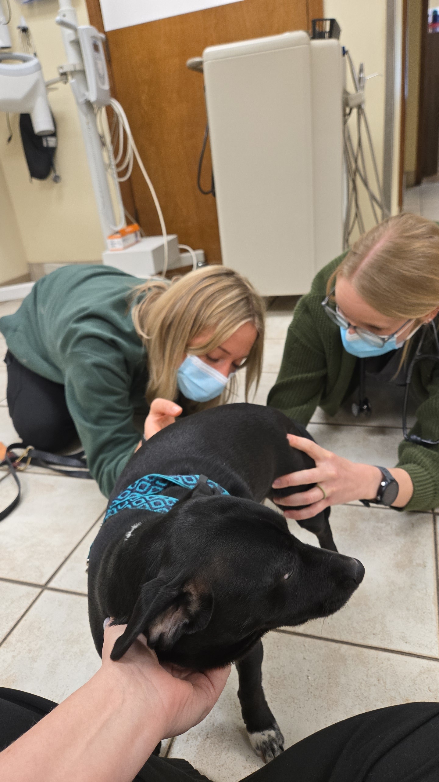 Pet being examined by staff