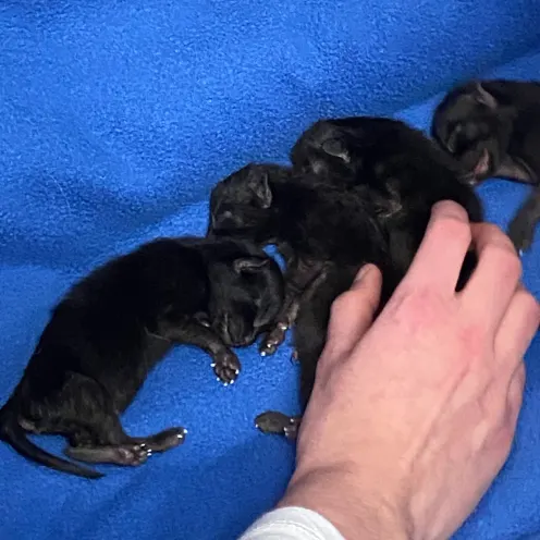 Black Puppies on a blue blanket. 