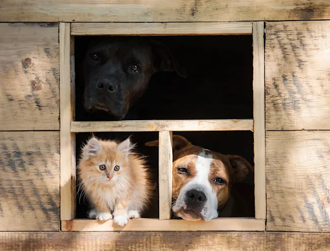 dogs and cat staring out a window