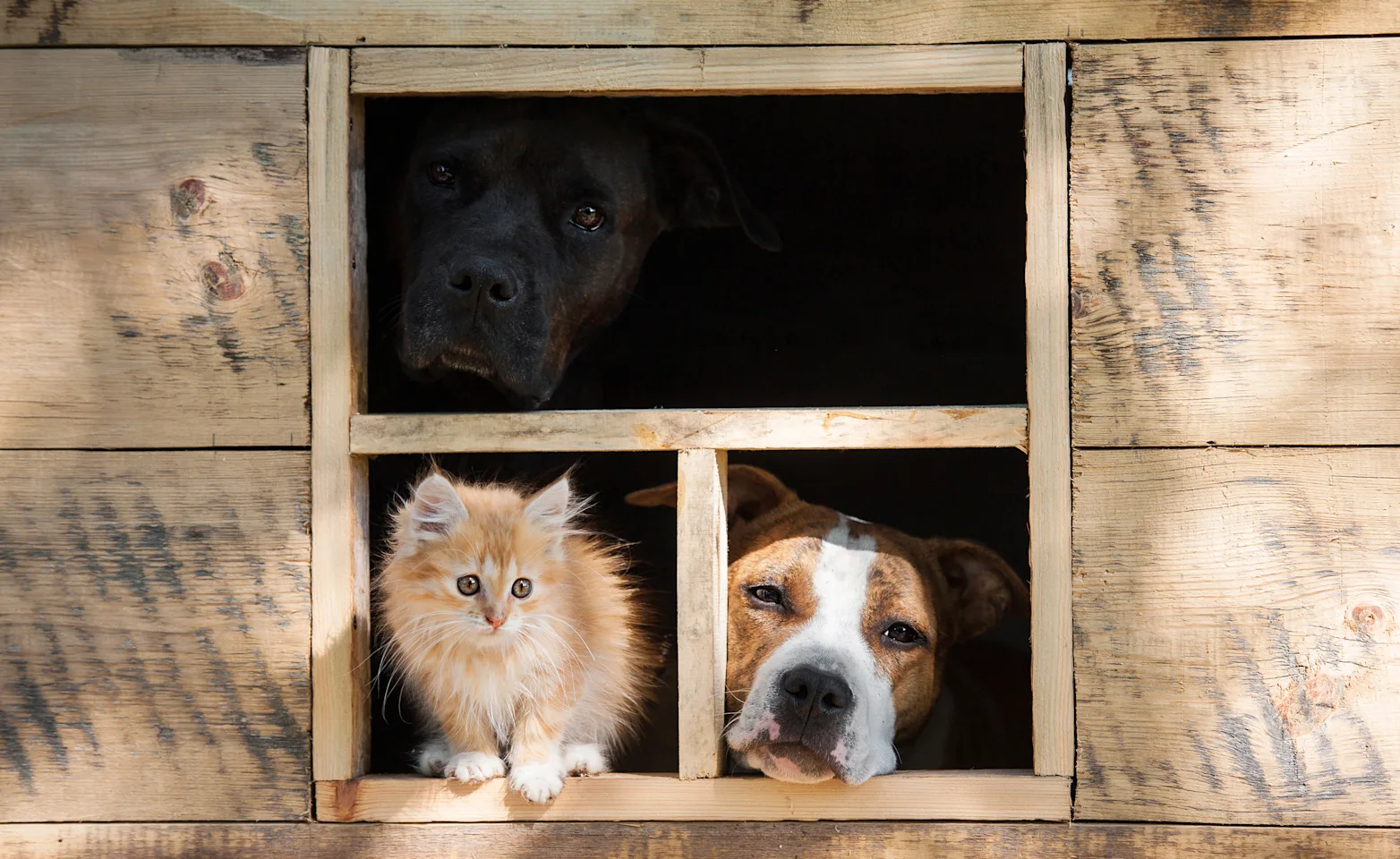 dogs and cat staring out a window dogs and cat staring out a window