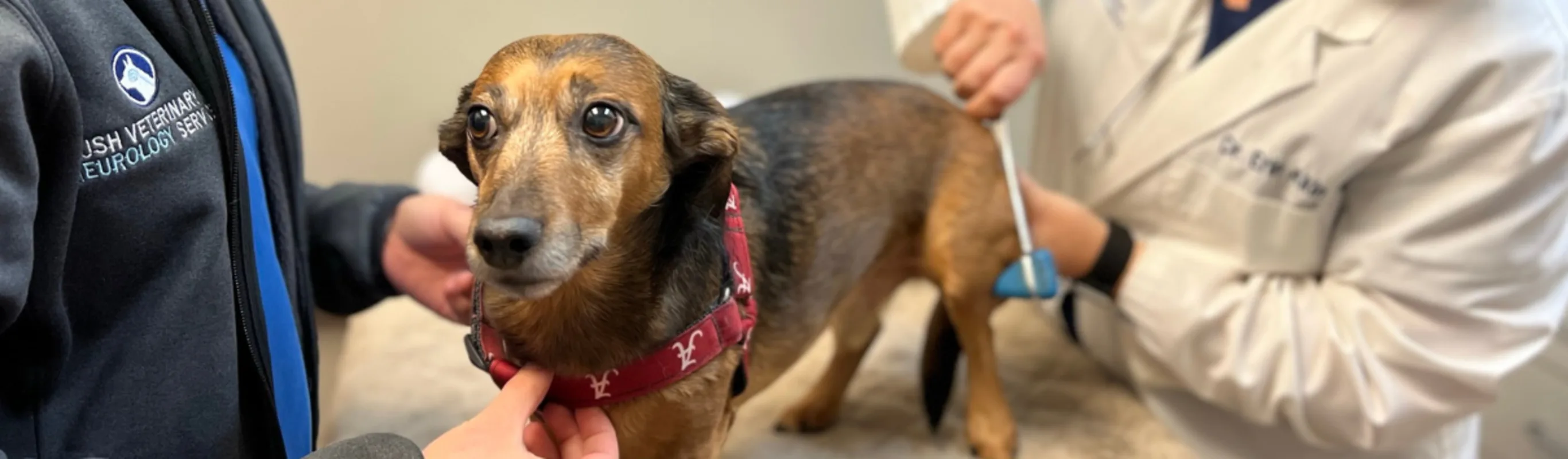 A small dog being examined on an examination table. A small dog being examined on an examination table.