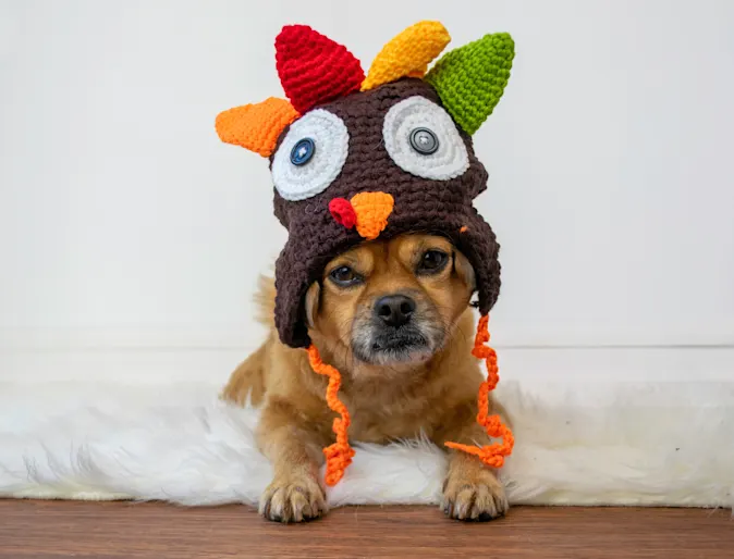 Thanksgiving Pet Safety Photo Thanksgiving Pet Safety Photo