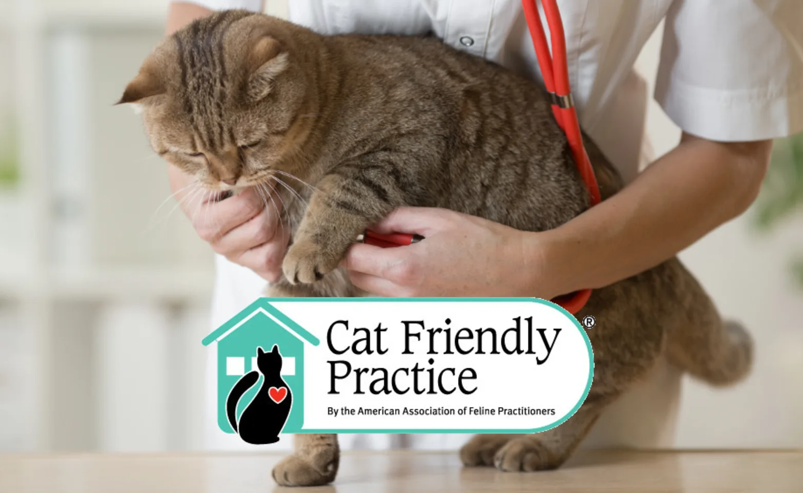 Veterinarian with Brown Cat with Cat Friendly Practice Logo Veterinarian with Brown Cat with Cat Friendly Practice Logo