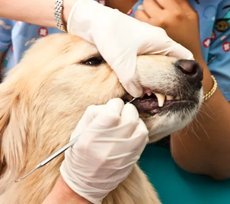 Dog getting dental extraction Dog getting dental extraction
