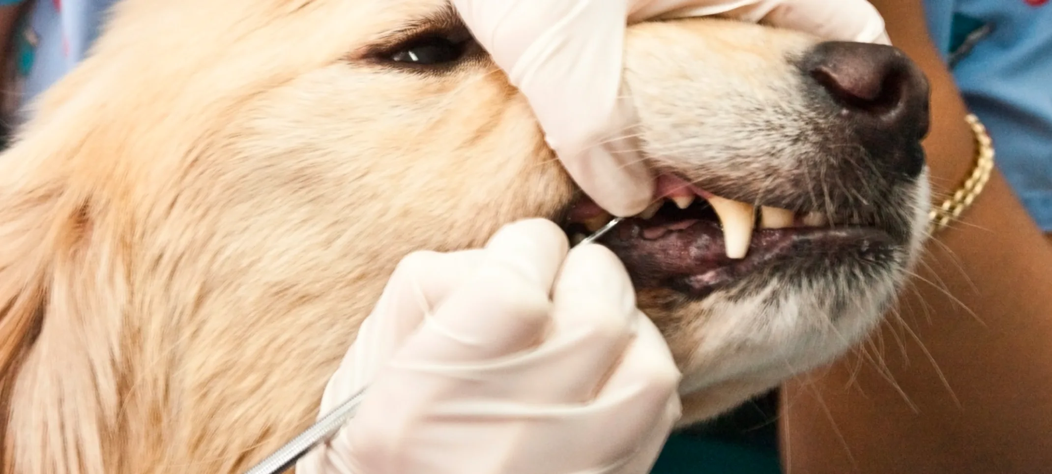 Dog getting dental extraction