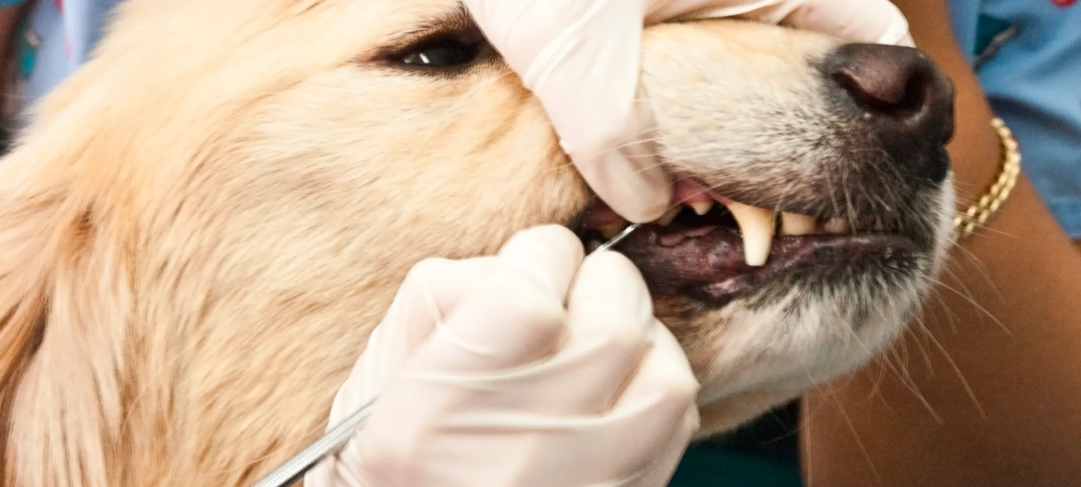 Dog getting dental extraction Dog getting dental extraction