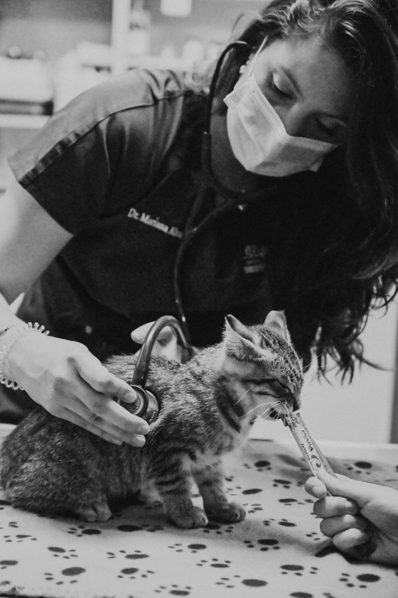 Doctor using a stethoscope to examine a cat
