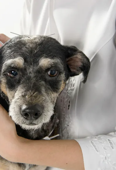 Short haired black and grey dog getting acupuntured from a Veterinarian.