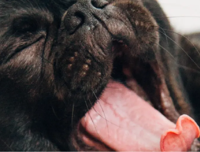Dog yawning Dog yawning