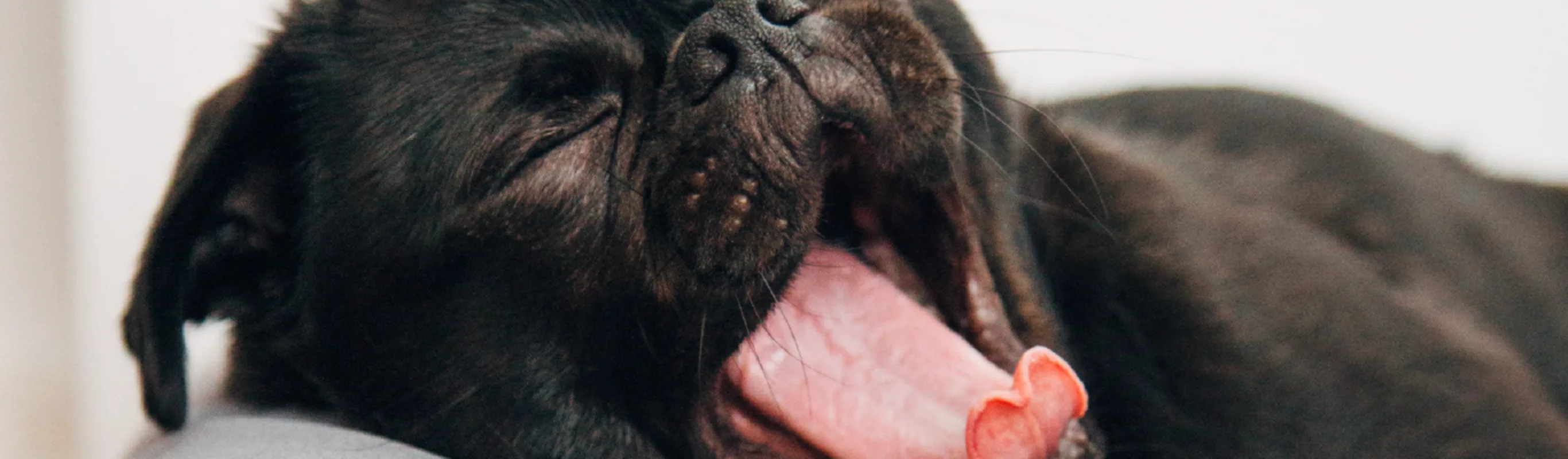 Dog yawning Dog yawning