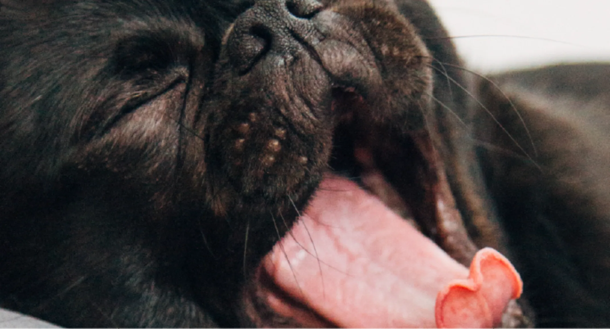 Dog yawning Dog yawning